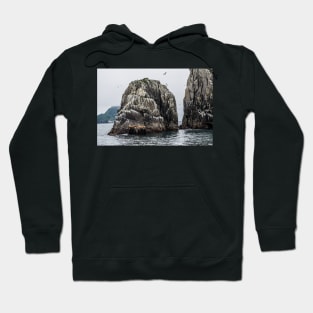 Sea Lions Island Rest Hoodie